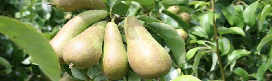 Peren - Pears on tree