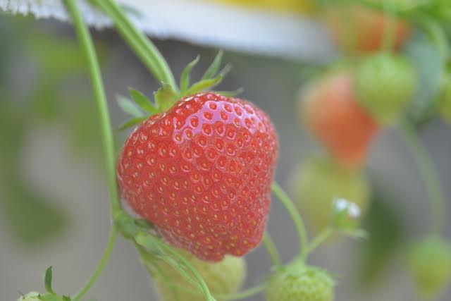 Aardbeien