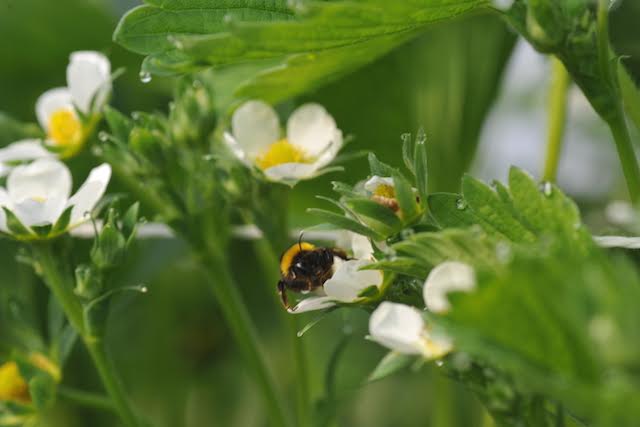 Vers uit de natuur