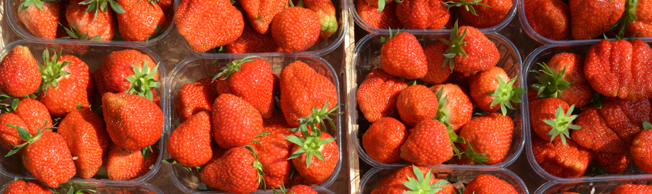 Aardbeien - Strawberries in containers